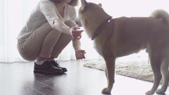 Woman is Playing with a Shiba Dog in Living Room. Shot on RED Cinema Camera.