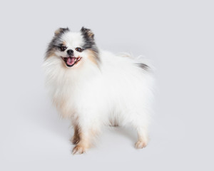 Happy Pomeranian Dog Profile