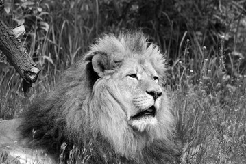 Male lion: Highly distinctive, the male lion is easily recognized by its mane, and its face is one of the most widely recognized animal symbols in human culture. © Daniel Meunier