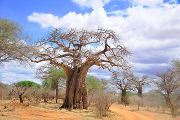 Baobab oder Boab, Boaboa, Flaschenbaum, Upside-Down-Baum und Affenbrotbaum Der Tarangire-Nationalpark ist nach Ruaha, Serengeti, Mikumi, Katavi und Mkomazi . der sechstgrößte Nationalpark in Tansania