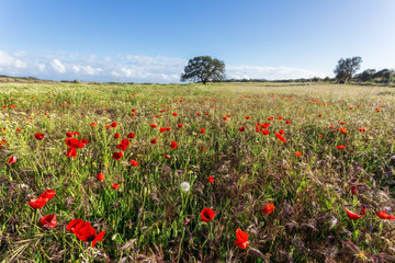 Fototapeta na wymiar Meadow with poppys.