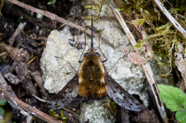 Dotted bee-fly (Bombylius discolor) at rest, from above. Scarce bee mimic in the family Bombylidae, with very long proboscis and dark spots on wings, at rest amongst undergrowth