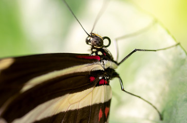 Zebra longwing butterfly