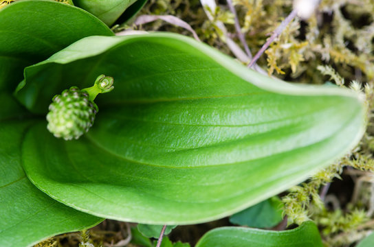 Common twayblade (Neottia ovata) close up of first flower. Green flower of rare plant in the family Orchidaceae, showing single flower open on plant