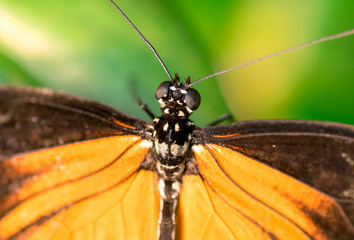Orange butterfly macro