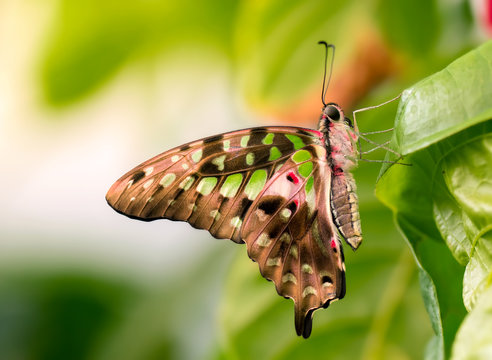 Malachite butterfly macro