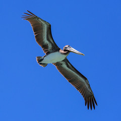 Obraz premium Pelican in flight.