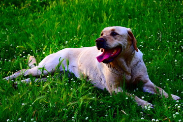 labrador in relax