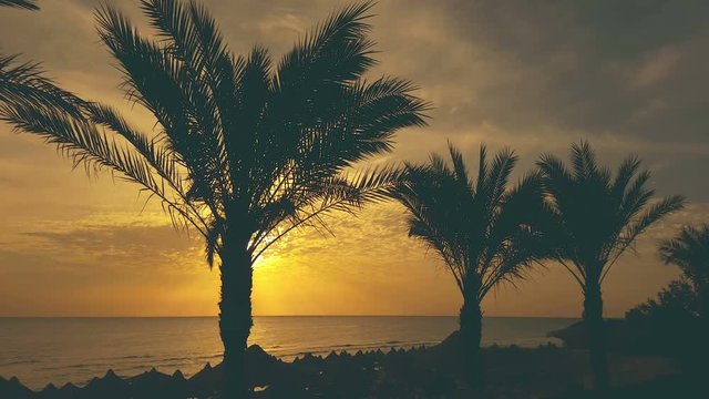  Palm trees silhouettes at dawn on a tropical beach with parasols