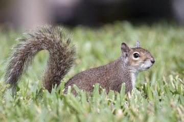 Gray Squirrel on the Lawn