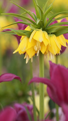 Crown imperial tulip in bed of flowers