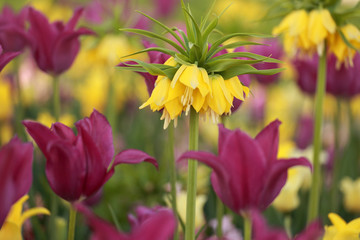 Crown imperial tulip in bed of flowers