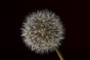 Dandelion isolated on black  background 
