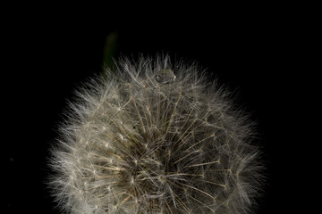 Dandelion isolated on black  background 