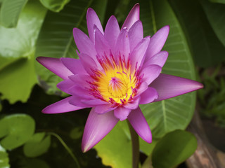 beauty of pink lotus