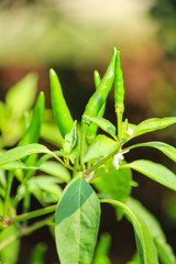 Green hot chili peppers on the plant