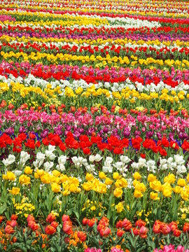 あけぼの山農業公園の花畑のチューリップ