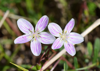 Virginia springbeauty blooming in Mississippi