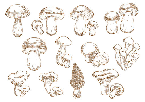 Edible mushrooms sketch drawing icons