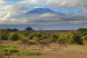 Zebras Serengeti Tanzania. The Serengeti hosts the largest mammal migration in the world, which is one of the ten natural travel wonders of the world.  - obrazy, fototapety, plakaty