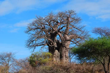 Papier Peint photo Lavable Baobab Baobab ou boab, boaboa, arbre à bouteille, arbre à l& 39 envers et arbre à pain de singe Le parc national de Tarangire est le sixième plus grand parc national de Tanzanie après Ruaha, Serengeti, Mikumi, Katavi et Mkomazi