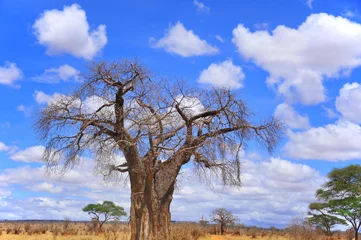 Photo sur Plexiglas Baobab Baobab ou boab, boaboa, arbre à bouteilles, arbre à l& 39 envers et arbre à pain de singe Le parc national de Tarangire est le sixième plus grand parc national de Tanzanie après Ruaha, Serengeti, Mikumi, Katavi et Mkomazi