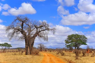 Abwaschbare Fototapete Baobab Baobab oder Boab, Boaboa, Flaschenbaum, Upside-Down-Baum und Affenbrotbaum Der Tarangire-Nationalpark ist nach Ruaha, Serengeti, Mikumi, Katavi und Mkomazi . der sechstgrößte Nationalpark in Tansania