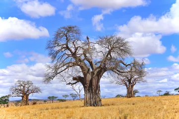 Papier Peint photo Baobab Baobab ou boab, boaboa, arbre à bouteille, arbre à l& 39 envers et arbre à pain de singe Le parc national de Tarangire est le sixième plus grand parc national de Tanzanie après Ruaha, Serengeti, Mikumi, Katavi et Mkomazi