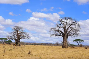 Papier Peint photo Baobab Baobab ou boab, boaboa, arbre à bouteilles, arbre à l& 39 envers et arbre à pain de singe Le parc national de Tarangire est le sixième plus grand parc national de Tanzanie après Ruaha, Serengeti, Mikumi, Katavi et Mkomazi
