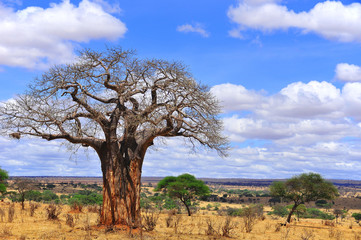 Baobab ou boab, boaboa, arbre à bouteilles, arbre à l& 39 envers et arbre à pain de singe Le parc national de Tarangire est le sixième plus grand parc national de Tanzanie après Ruaha, Serengeti, Mikumi, Katavi et Mkomazi
