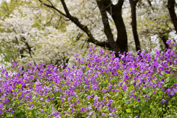 ハナダイコンと山桜