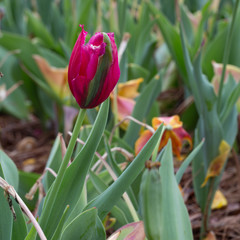 One green & fuchsia tulip (Viridiflora) blooming outside in Spring, square frame