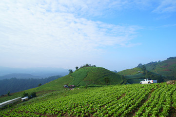 beautiful lettuce at garden on mountain northern Chiang Mai ,Thailand