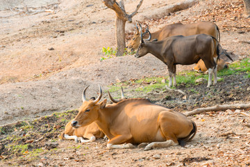 banteng (Bos javanicus)