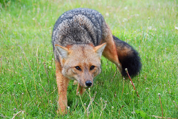 Naklejka premium The culpeo (Lycalopex culpaeus), sometimes known as the culpeo zorro or Andean fox (wolf), is a South American species of wild dog. Torres del paine, Patagonia, Chil 