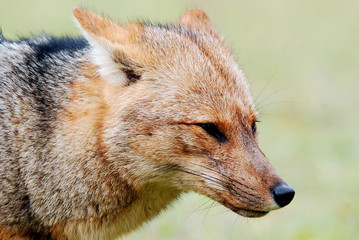 The culpeo (Lycalopex culpaeus), sometimes known as the culpeo zorro or Andean fox (wolf), is a South American species of wild dog. Torres del paine, Patagonia, Chil 