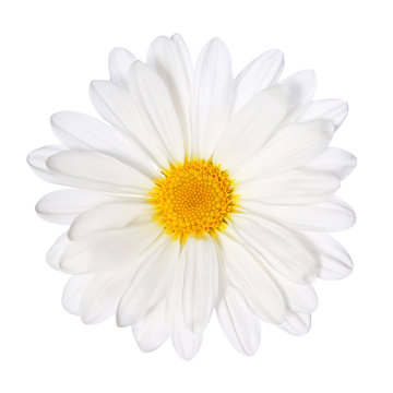 Chamomile flower isolated. Daisy. Macro