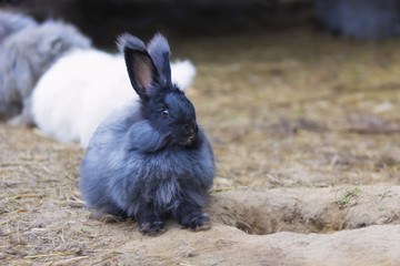 Angora rabbit on  straw