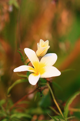 Fototapeta premium Pagoda flower,white Plumeria flower