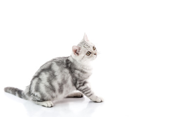 Cute tabby kitten lying on white background