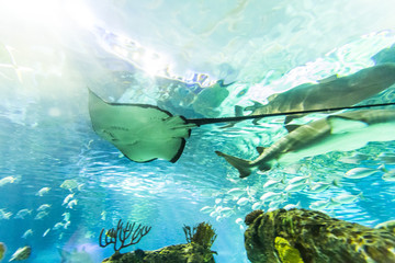 Fototapeta premium Manta Ray Underwater