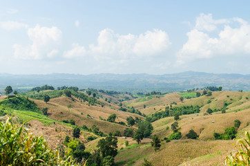 Fototapeta na wymiar Corn field on the mountain and blue sky in nan thailand