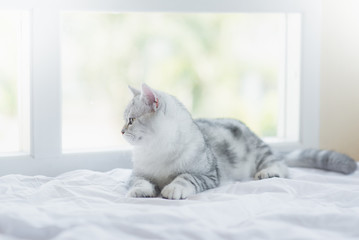  cat lying on white bed