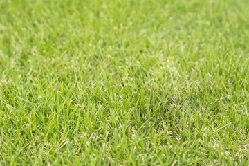 Selected focus of Green grass background