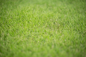 Selected focus of Green grass background