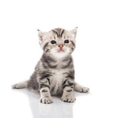 Cute american shorthair kitten sitting