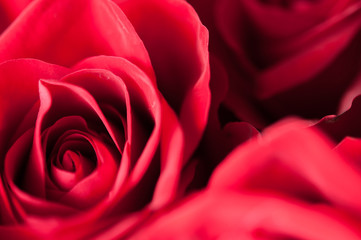 Red roses in the dark