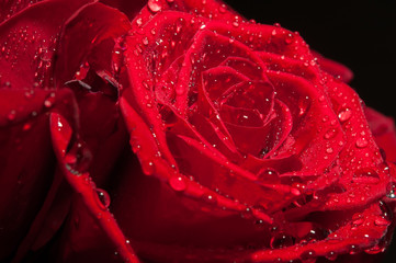 Red rose with droplet in the dark