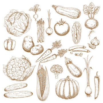 Organically healthy vegetables retro sketches