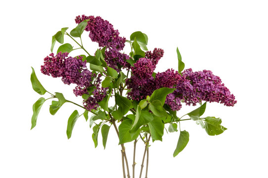  Syringa vulgaris isolated